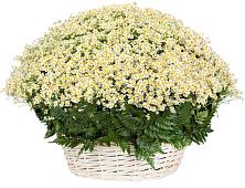 Цветочная композиция из Ромашки в корзине #REPLACE_PRED# Смоленске